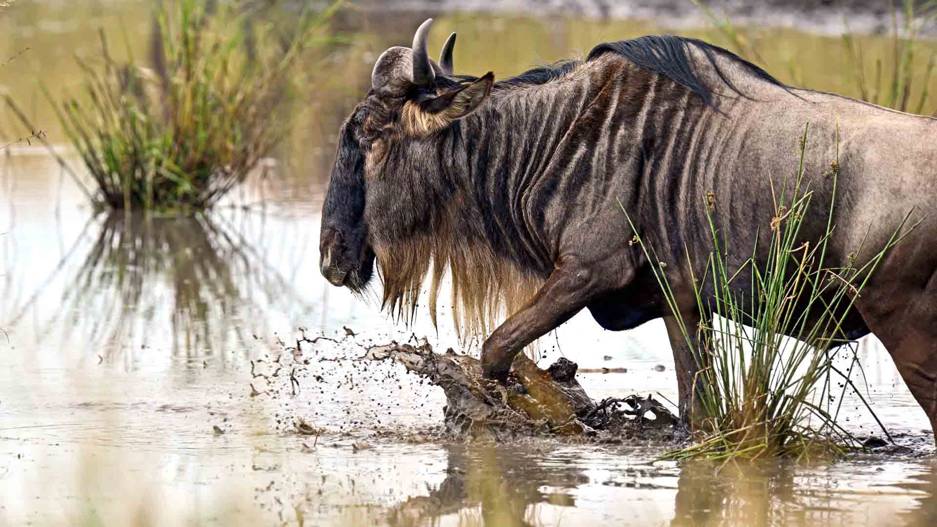 7-days-wildlife-wildebeest