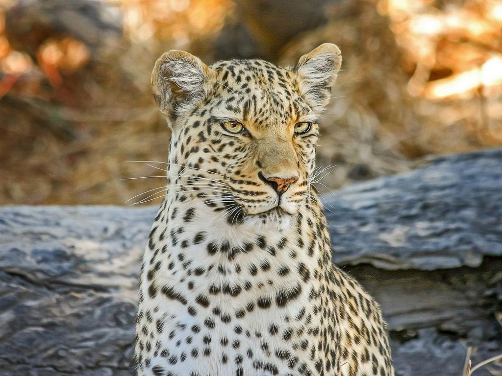 leopard-in-tanzania