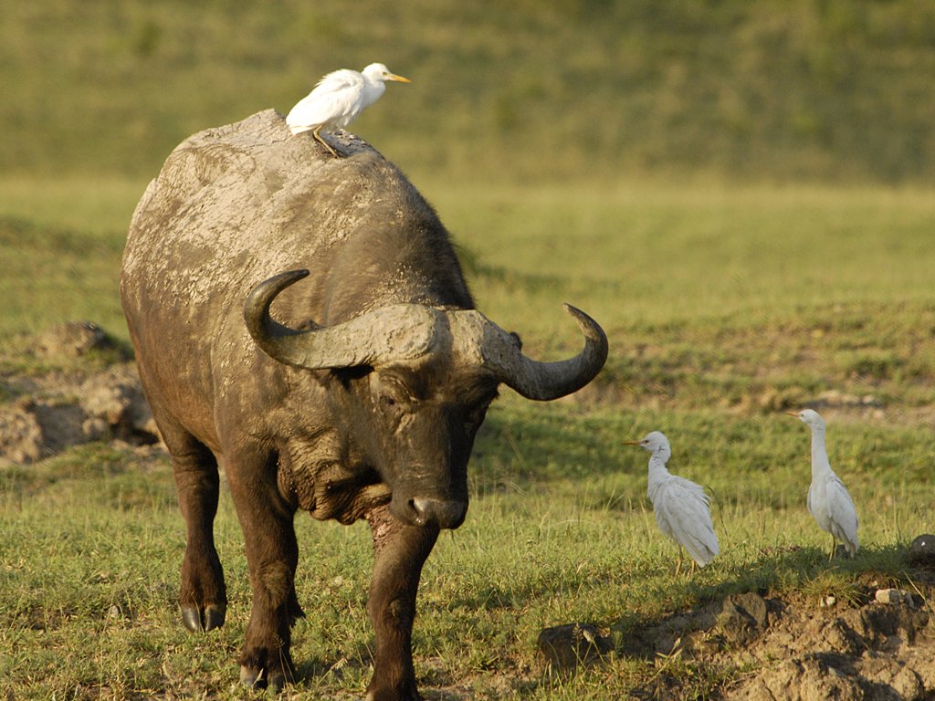 ngorongoro-buffalos