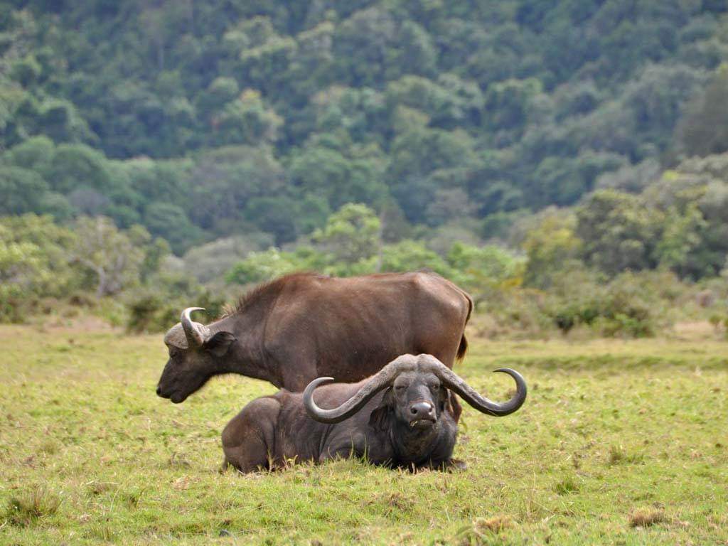 safari-buffaloes