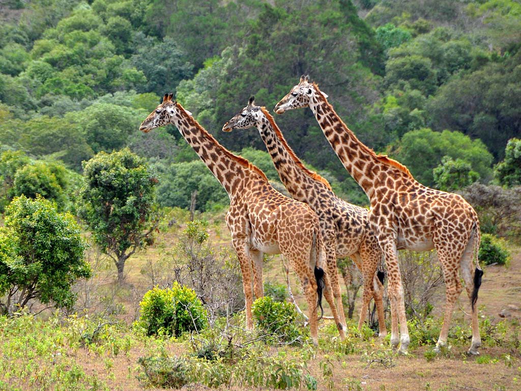 safari-giraffes