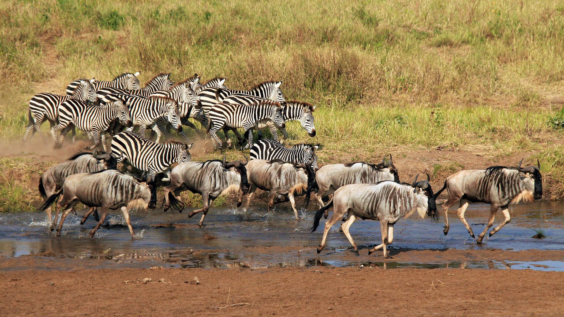 zebra-wildebeest-crossing-river-tarangire-national-park