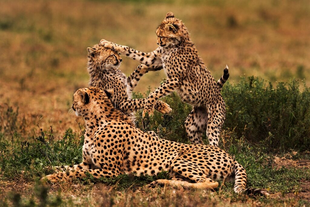2-Day Safari to Tarangire & Ngorongoro