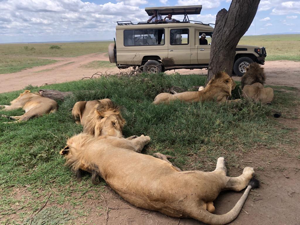 4 Days Tarangire, Serengeti, and Ngorongoro Safari