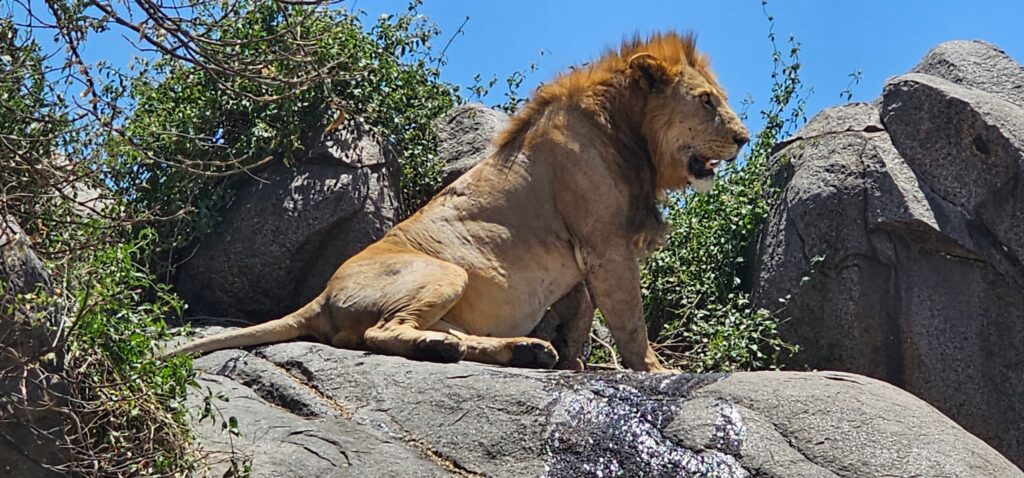 4 Days Tarangire Serengeti and Ngorongoro Safari