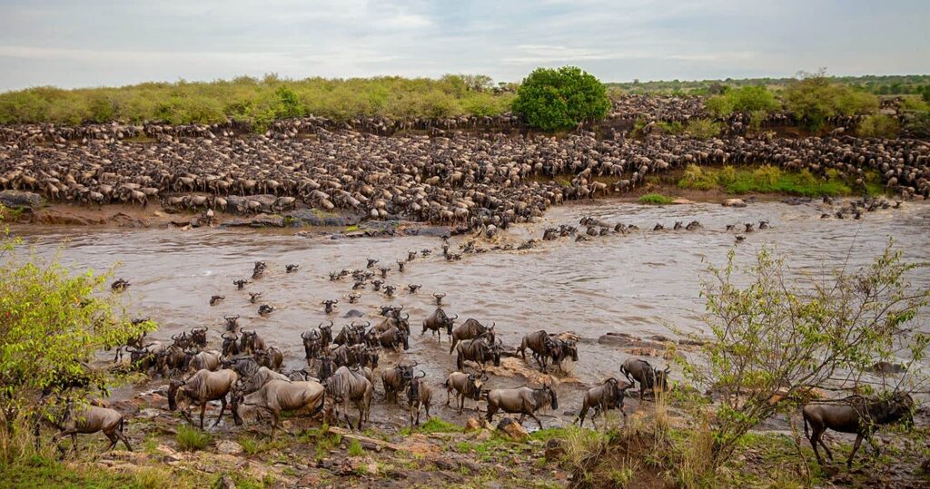 The 2026 Serengeti Great Migration River Crossings