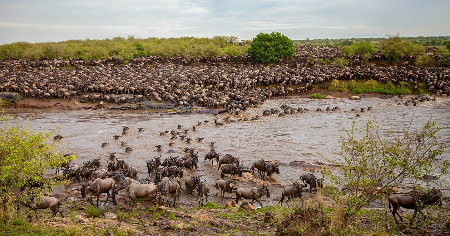 The 2026 Serengeti Great Migration River Crossings Where to Be, When to Book & Why July Is Your Last Chance