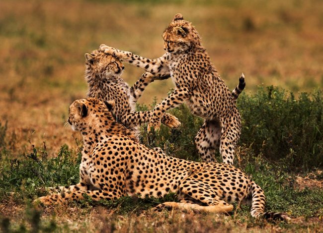 2-Day Safari to Tarangire & Ngorongoro