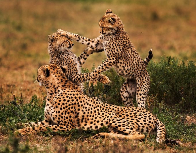 2-Day Safari to Tarangire & Ngorongoro