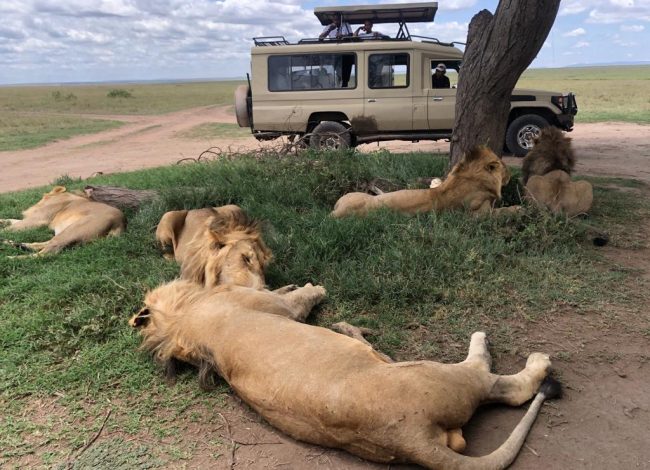 4 Days Tarangire, Serengeti, and Ngorongoro Safari