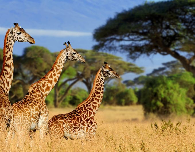 Tarangire-national-parks