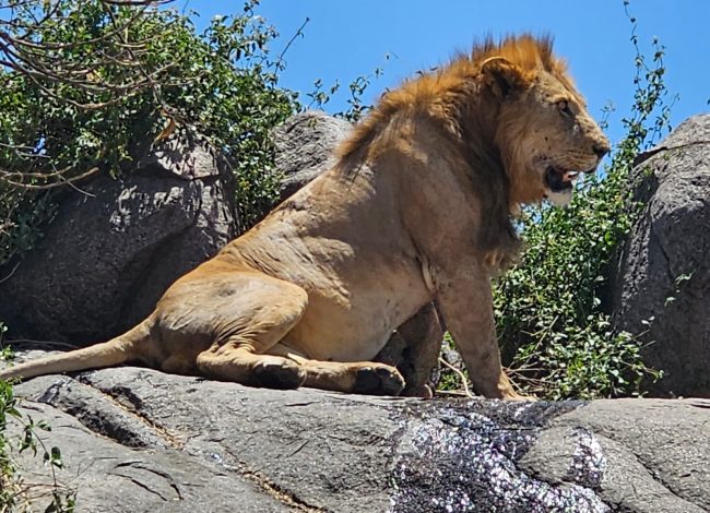 4 Days Tarangire Serengeti and Ngorongoro Safari