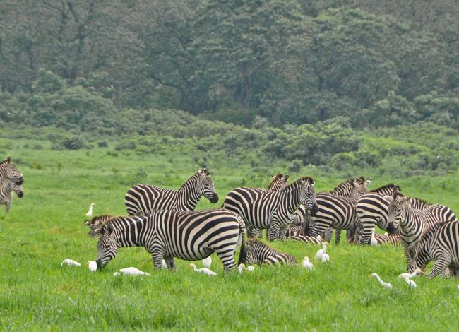arusha-national-park-zebras