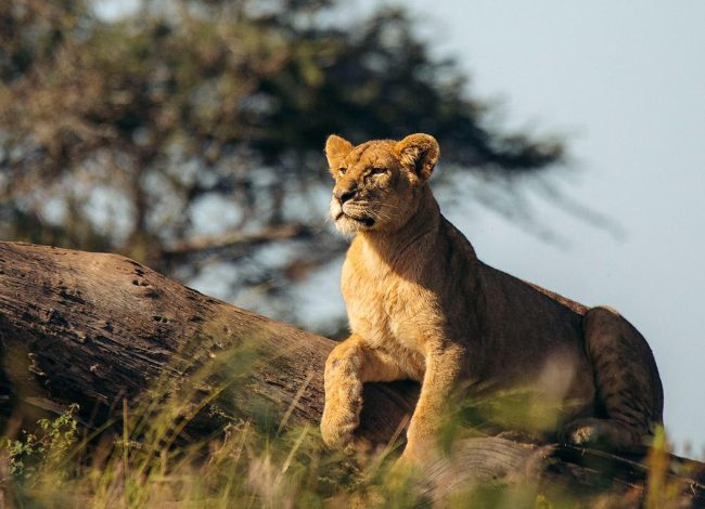 best-of-7-day-tanzania-safari