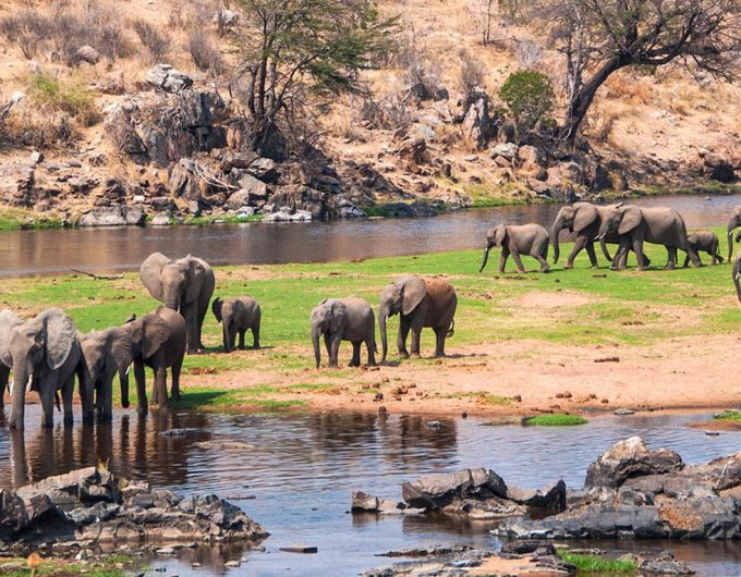elephant-herd-ruaha-national-park-1