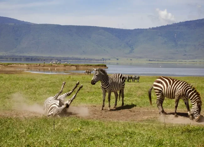 ngorongoro-wildlife