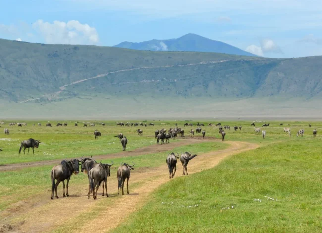 5-day Classic Tanzania Safari